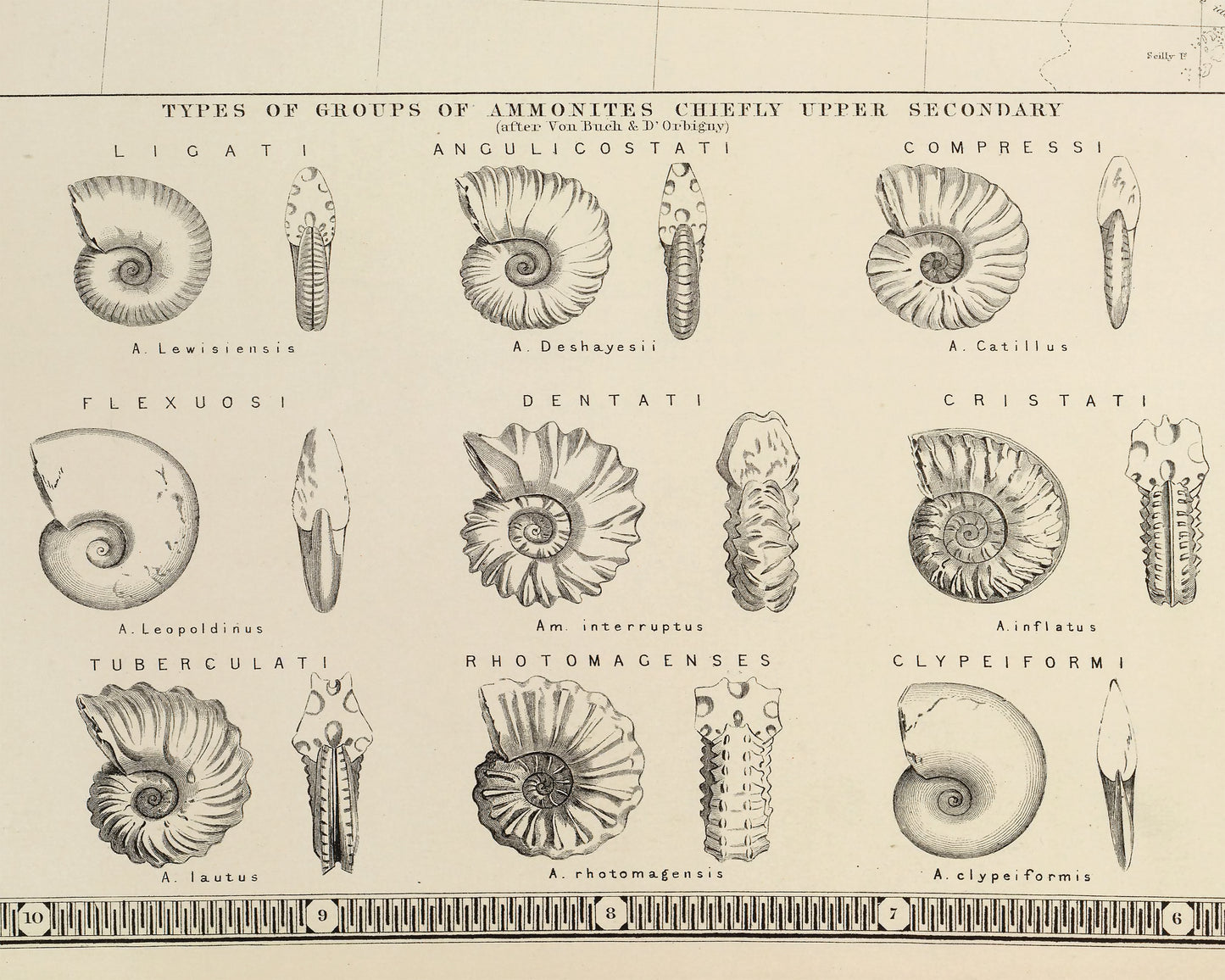 GEOLOGICAL & PALAEONTOLOGICAL W and A Johnston Fossils Dinosaurs