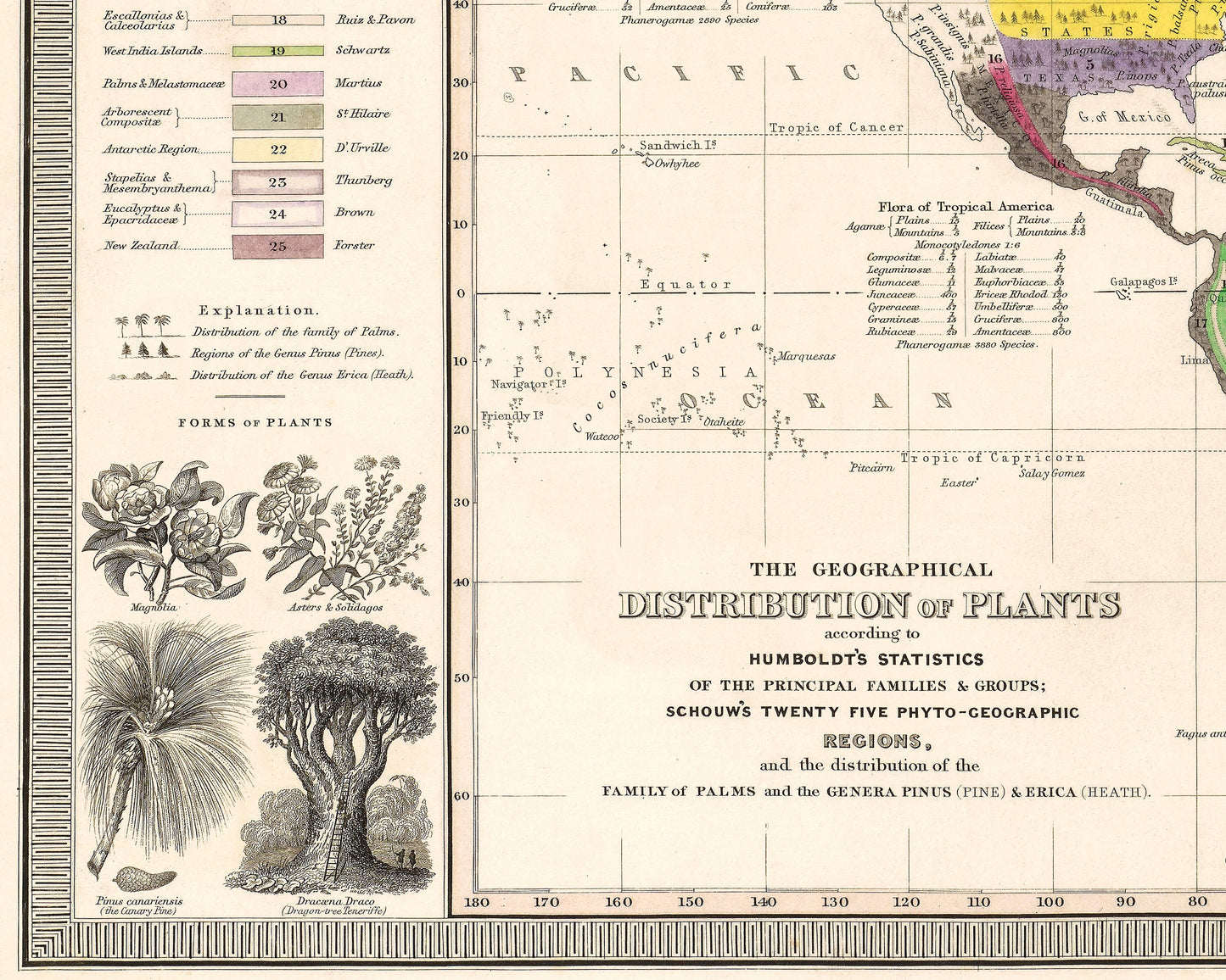 Outlines of BOTANICAL GEOGRAPHY Map by Alexander von Humboldt 1848