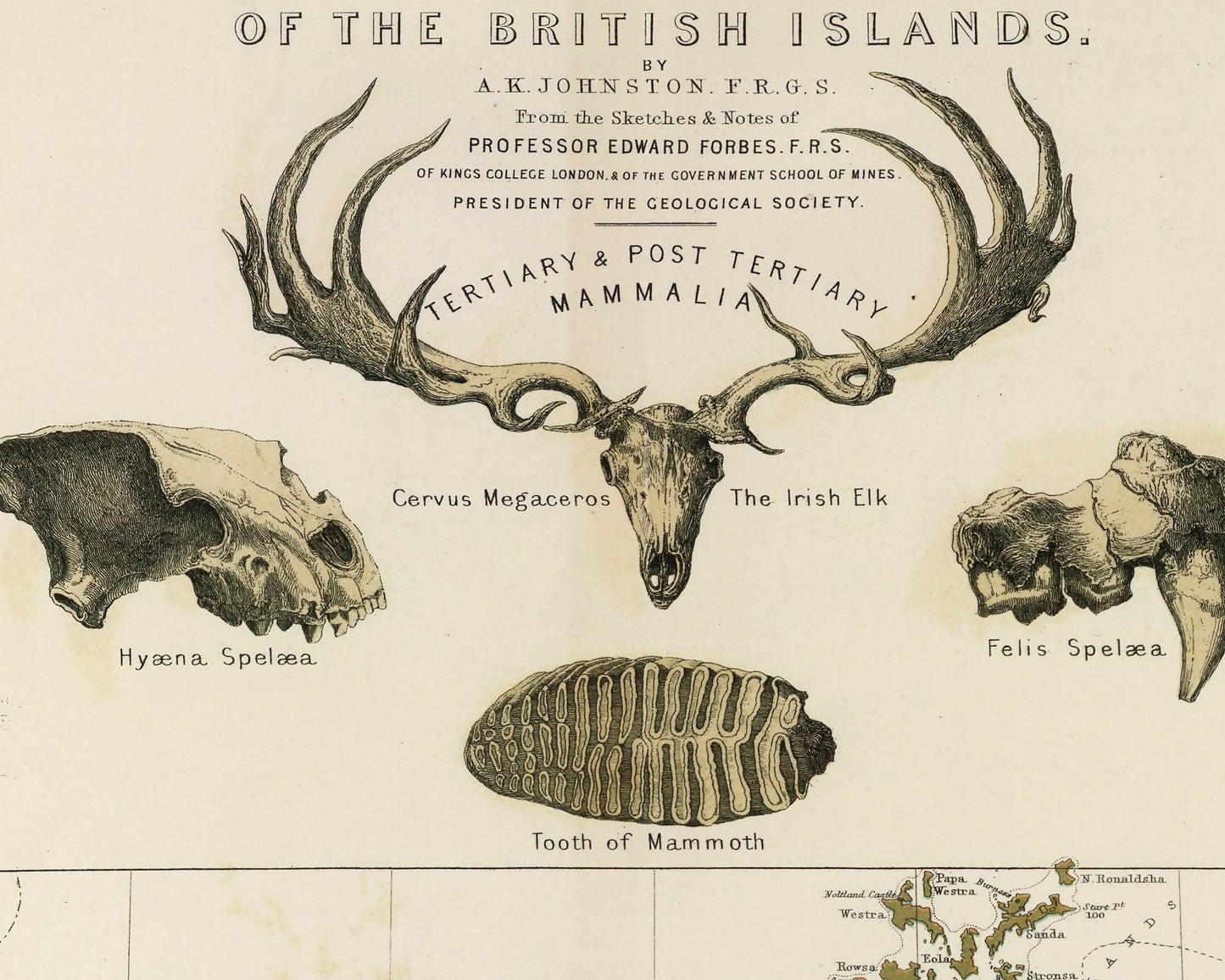 GEOLOGICAL & PALAEONTOLOGICAL W and A Johnston Fossils Dinosaurs