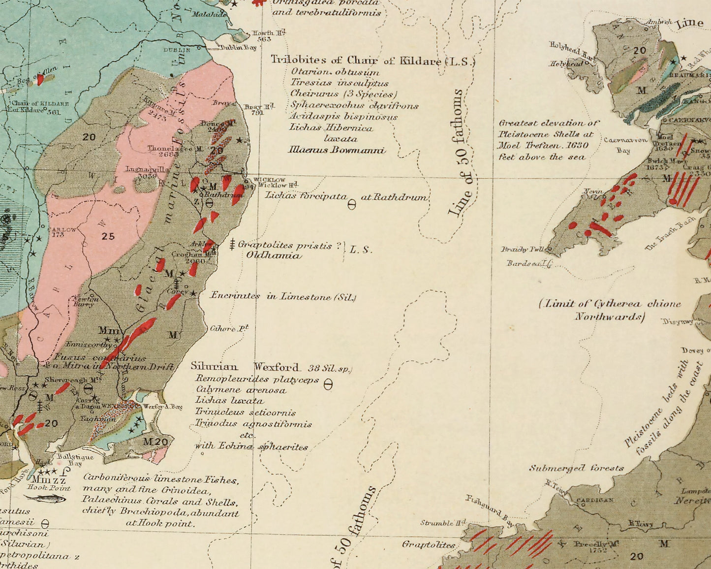 GEOLOGICAL & PALAEONTOLOGICAL W and A Johnston Fossils Dinosaurs