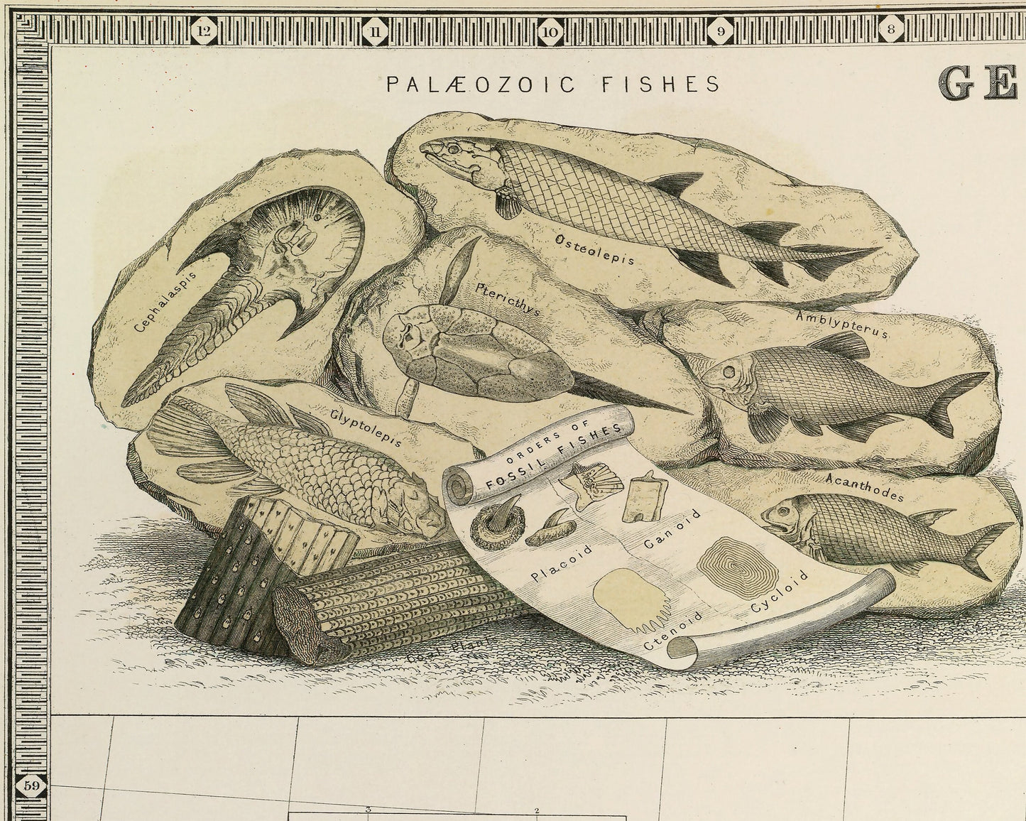GEOLOGICAL & PALAEONTOLOGICAL W and A Johnston Fossils Dinosaurs