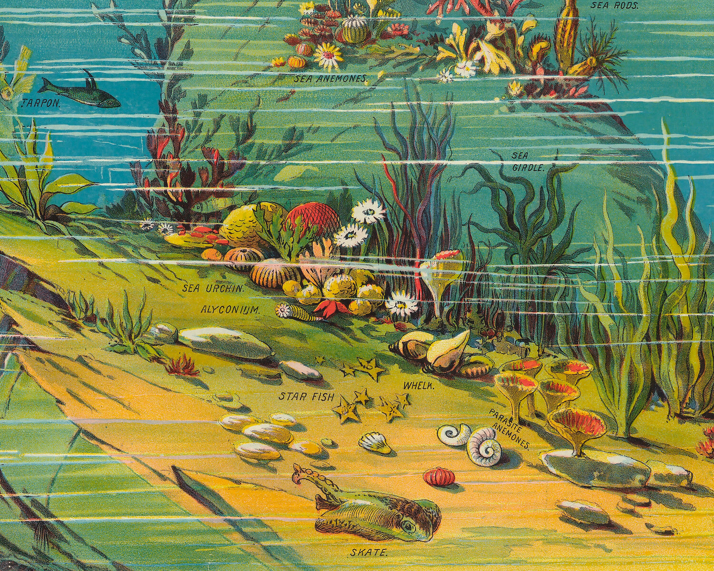Nature in Descending Regions by Yevi Yaggy 1893 - Ocean and sea creatures