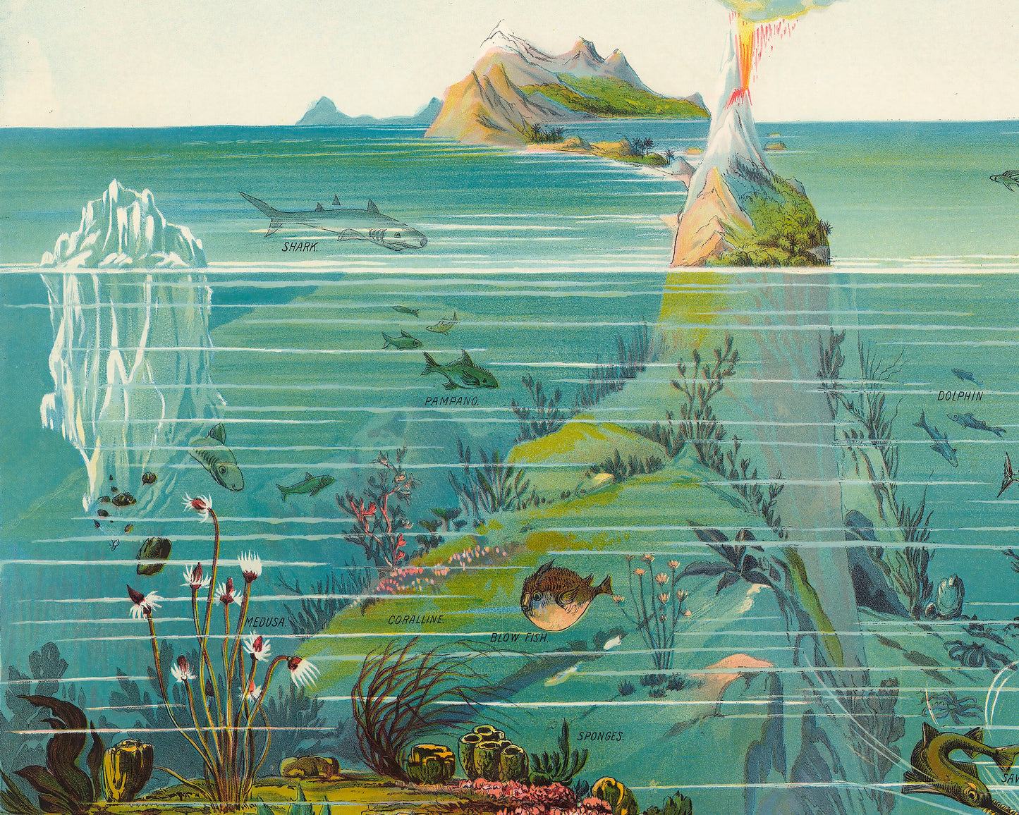 Nature in Descending Regions by Yevi Yaggy 1893 - Ocean and sea creatures