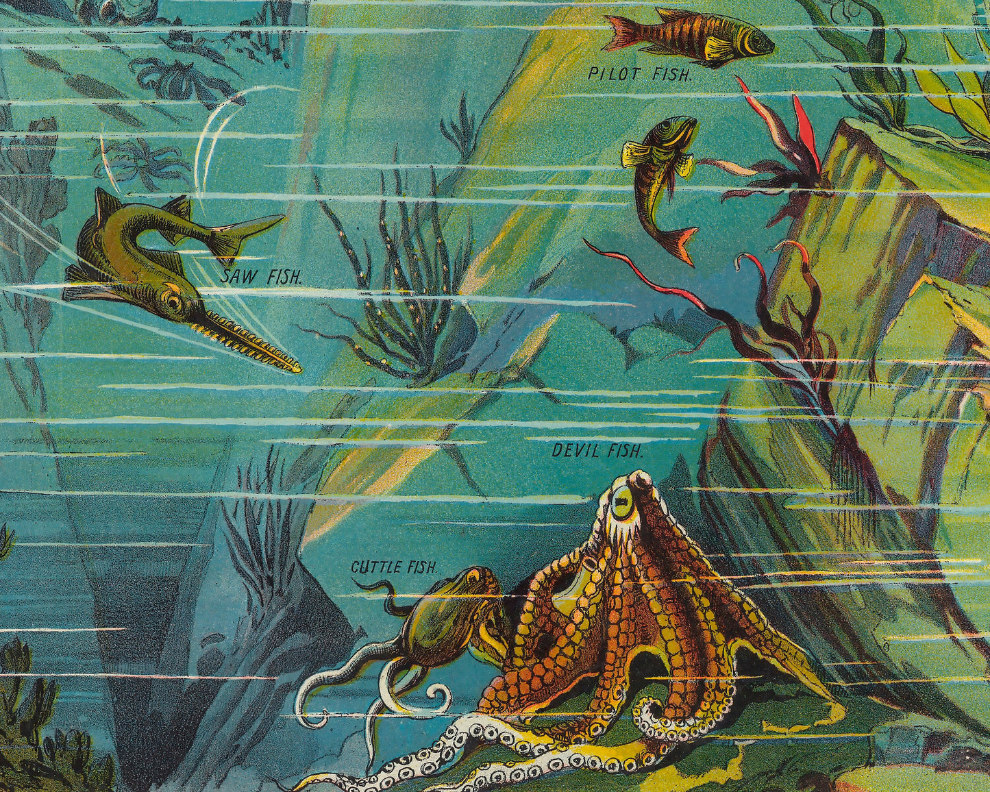 Nature in Descending Regions by Yevi Yaggy 1893 - Ocean and sea creatures