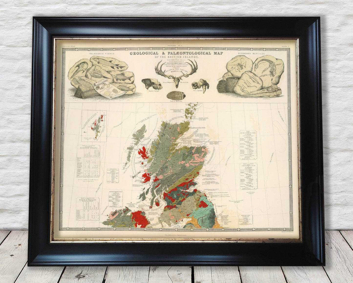 SCOTTISH GEOLOGY & Palaeontology Map W and A Johnston Fossils Dinosaurs