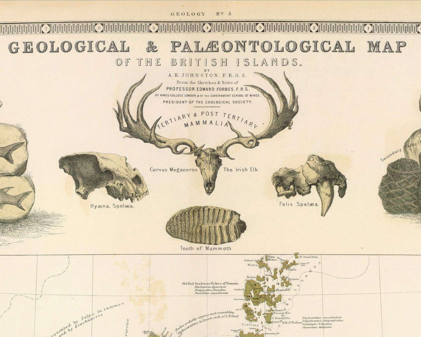 SCOTTISH GEOLOGY & Palaeontology Map W and A Johnston Fossils Dinosaurs