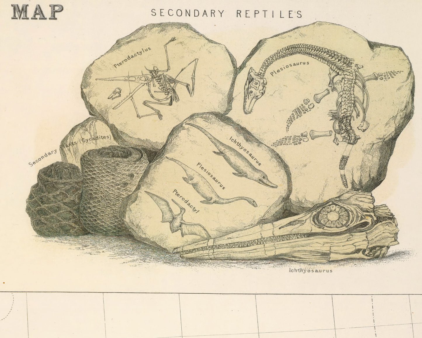 SCOTTISH GEOLOGY & Palaeontology Map W and A Johnston Fossils Dinosaurs